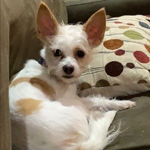 Meet your Posher, Susan